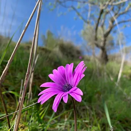 Agriresort Bentivoglio Oda ve Kahvaltı Piazza Armerina